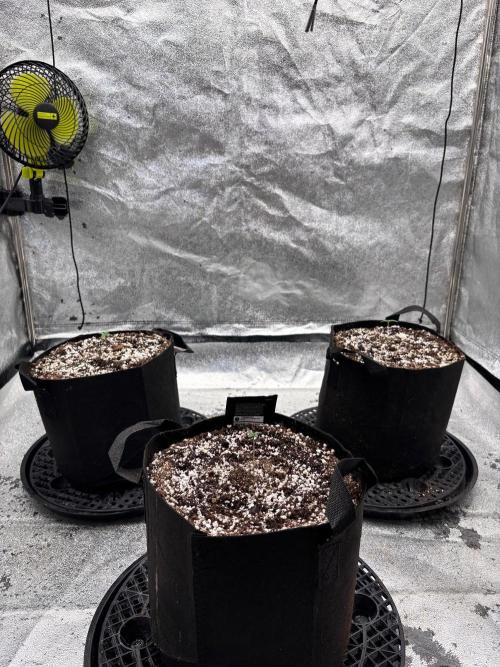 Lemon Cherry Sundae Auto. Week 0