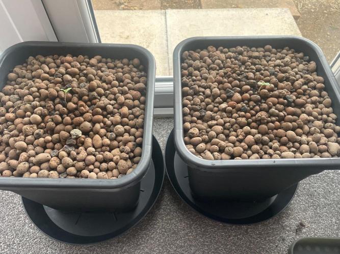 White Truffle. Week 0