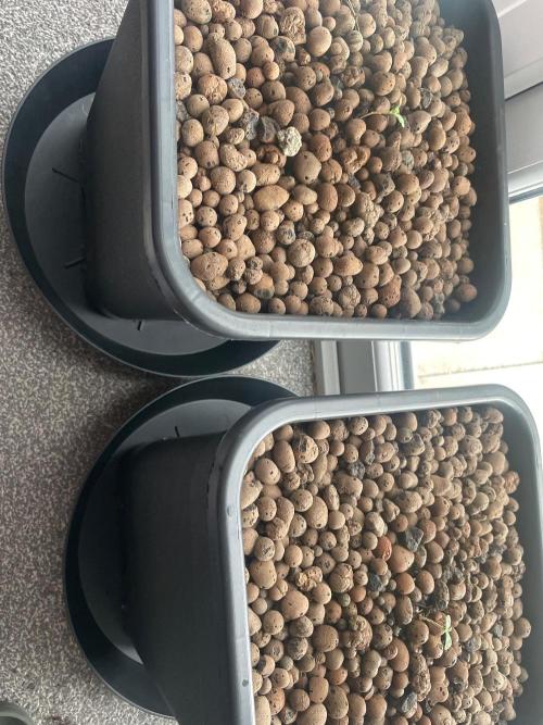 White Truffle. Week 1