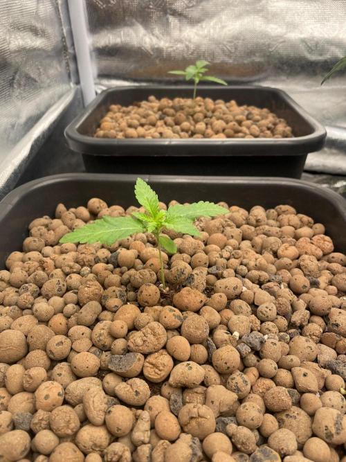 White Truffle. Week 2