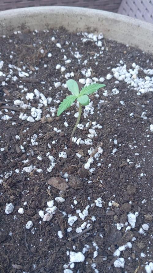 Gorilla Z Auto. Week 1