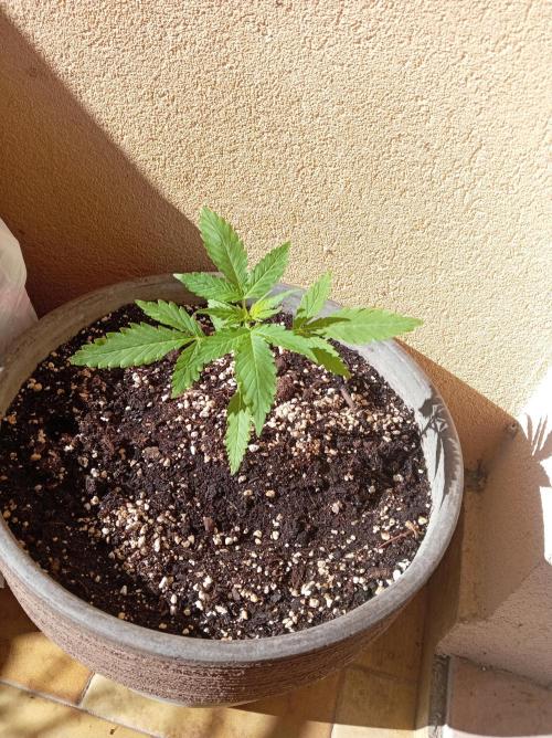 Gorilla Z Auto. Week 3