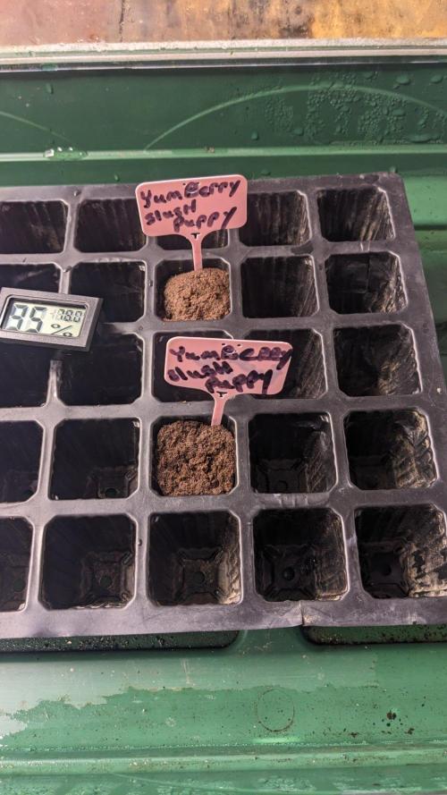 Brian haynes. Week 0 - 2 seeds set at same time and date
Yumberry slushpuppy  8/21/26