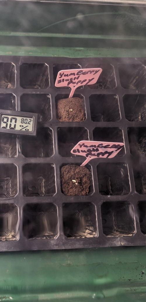 Brian haynes. Week 0 - Popped thru in exactly 3 days time at 80F
8/24/26