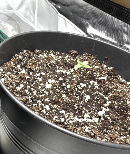 RQS Round 1. Week 1 - CG