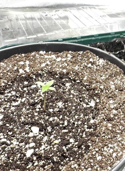 RQS Round 1. Week 1 - LS