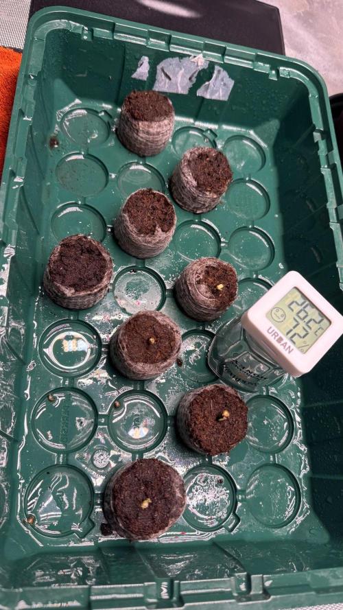 Hombre seeds cip. Week 0