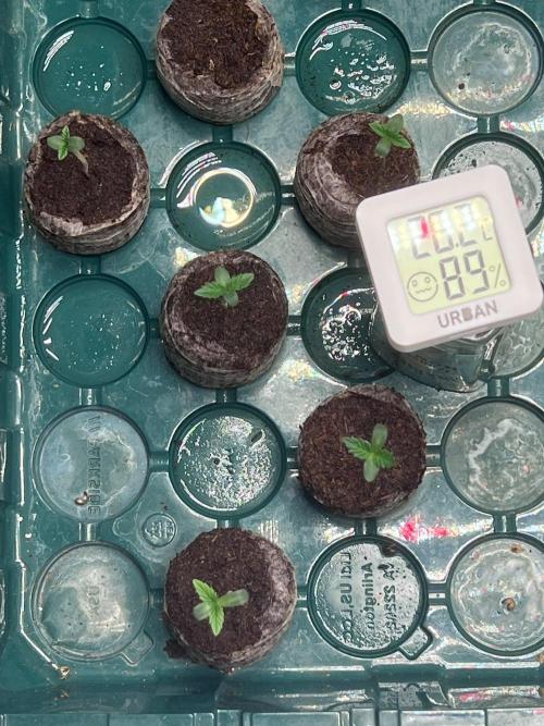 Hombre seeds cip. Week 0