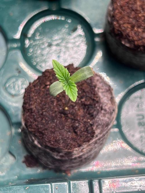 Hombre seeds cip. Week 0