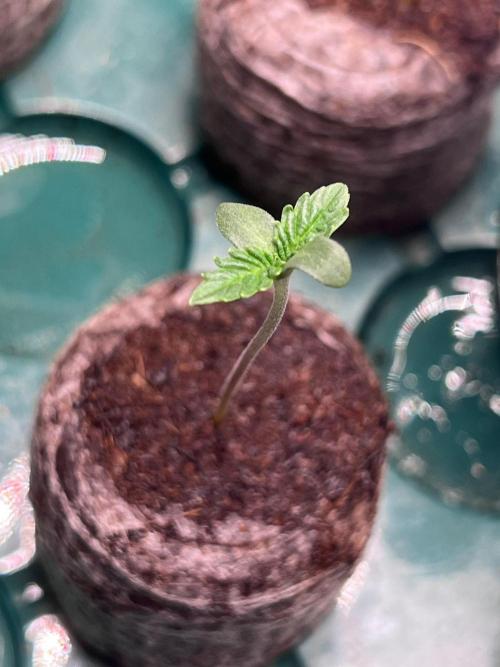 Hombre seeds cip. Week 0