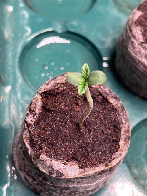 Hombre seeds cip. Week 0