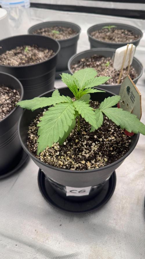 RQS Round 1. Week 3