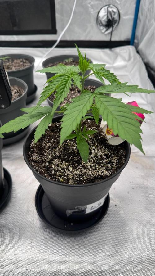 RQS Round 1. Week 3