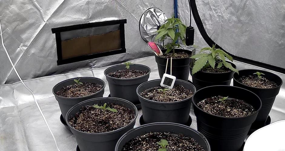 Hombre seeds cip. Week 1