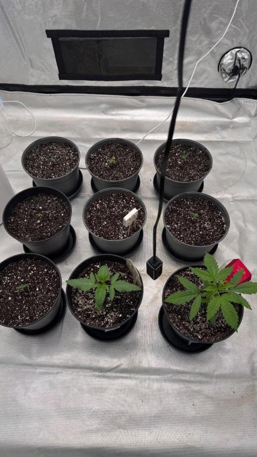 Hombre seeds cip. Week 1