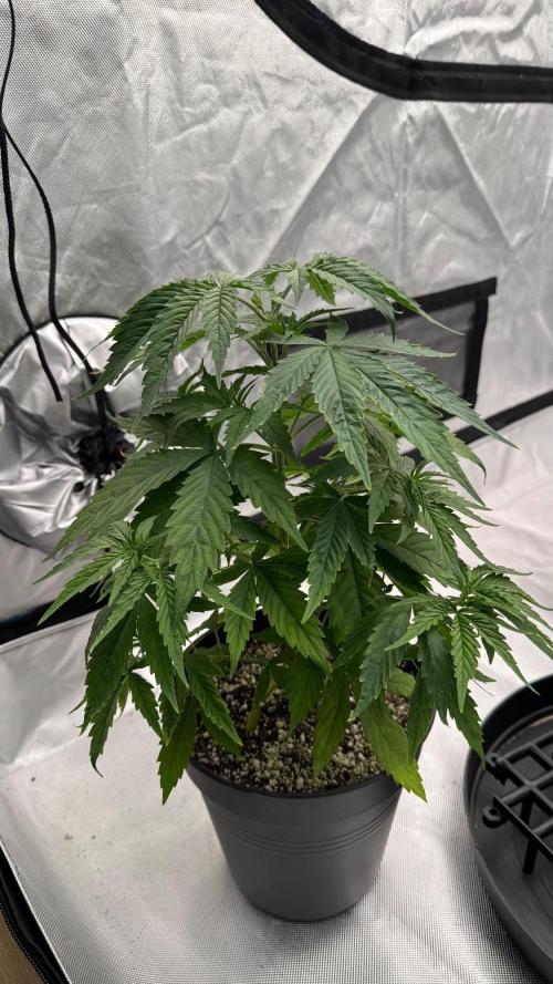 RQS Round 1. Week 4 - Lemon skunk