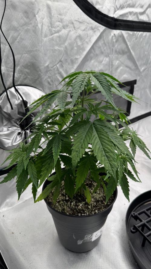 RQS Round 1. Week 4 - Lemon skunk