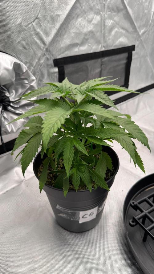 RQS Round 1. Week 4 - Cookies gelato