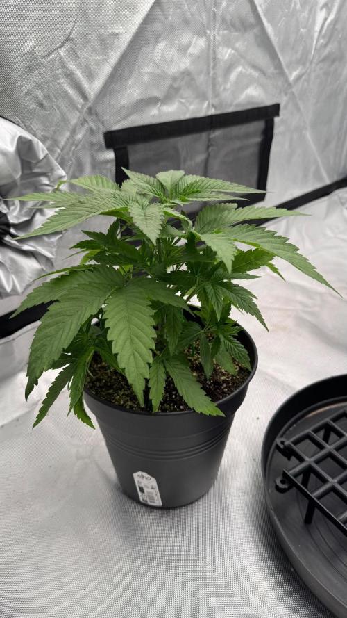 RQS Round 1. Week 4 - Cookies gelato