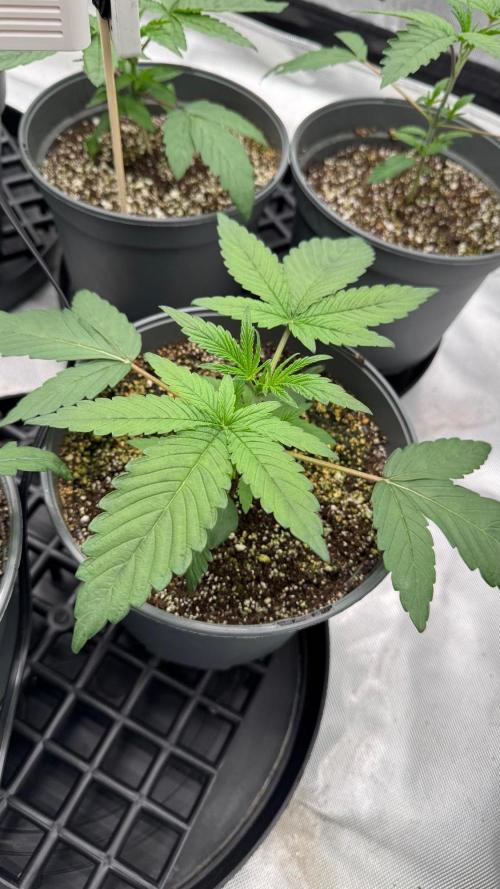 Hombre seeds cip. Week 2 - čip kush