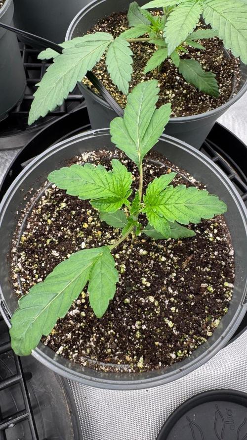 Hombre seeds cip. Week 2 - Nejmenší Cipísek trošku retardovanej