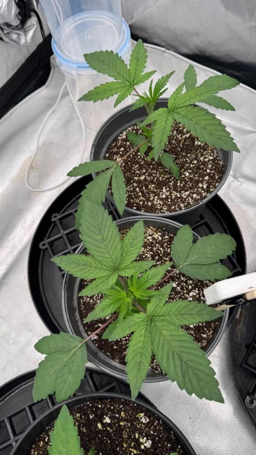 Hombre seeds cip. Week 2 - Cipísci