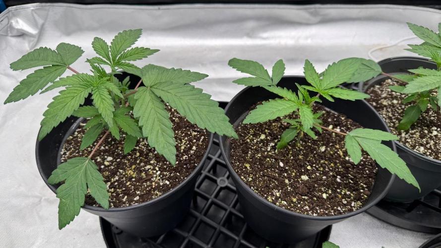 Hombre seeds cip. Week 2 - Cip