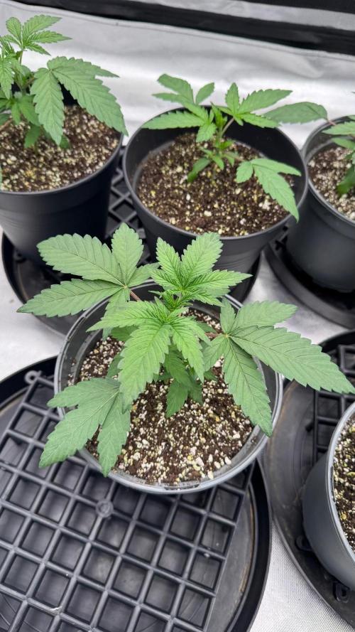 Hombre seeds cip. Week 2 - Cip more taky