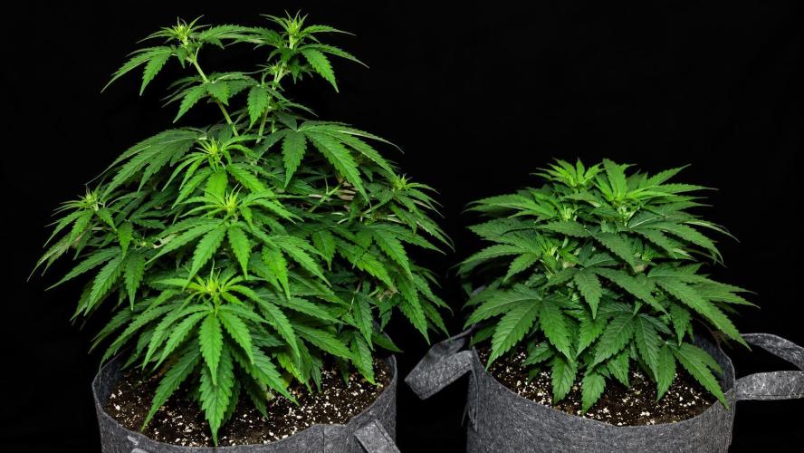 RQS Round 1. Week 5