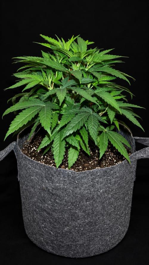 RQS Round 1. Week 5 - Cookies gelato