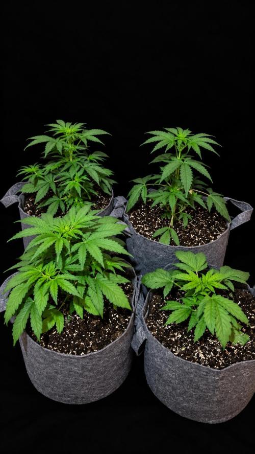 Hombre seeds cip. Week 3