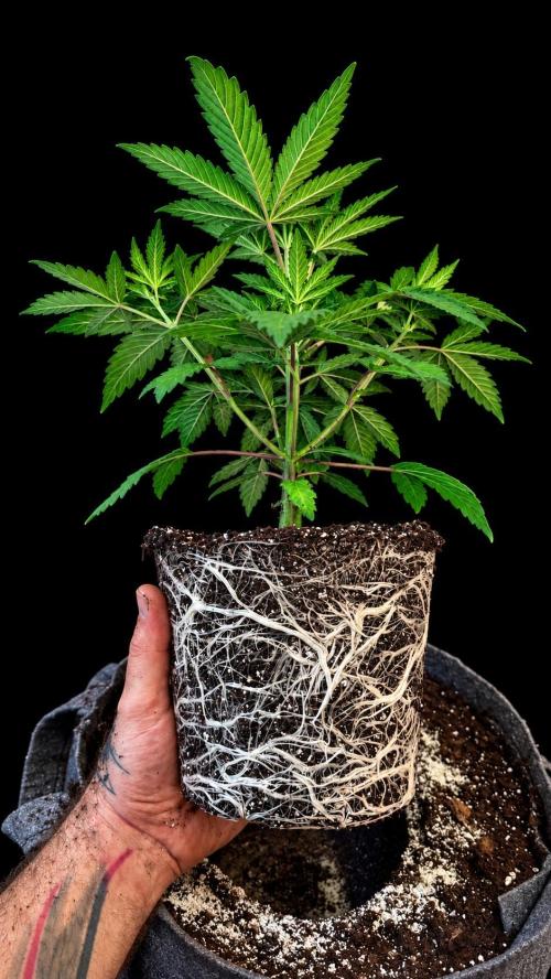 Hombre seeds cip. Week 3