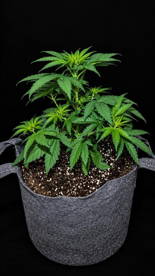 Hombre seeds cip. Week 3