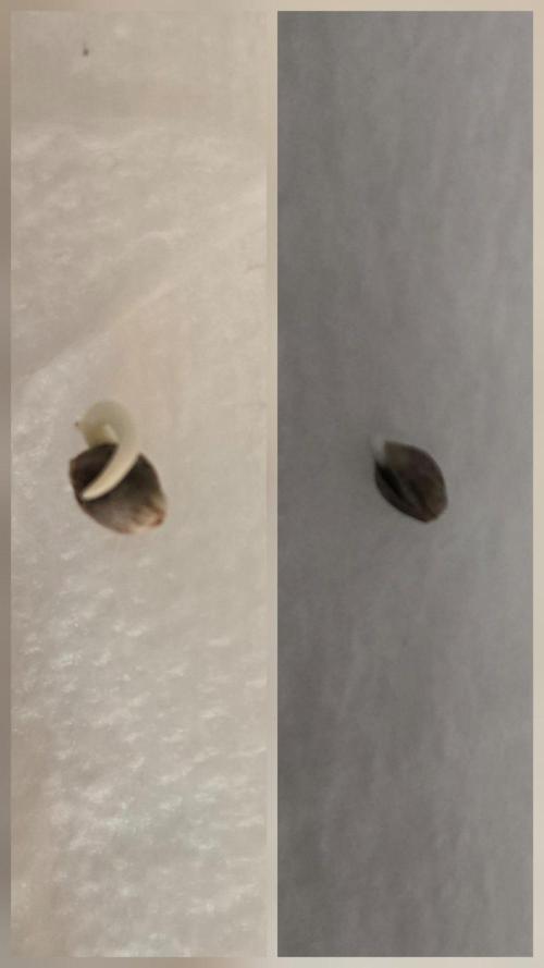 First Ever Grow - Here Goes Nothing. Week 0 - Two for two. 