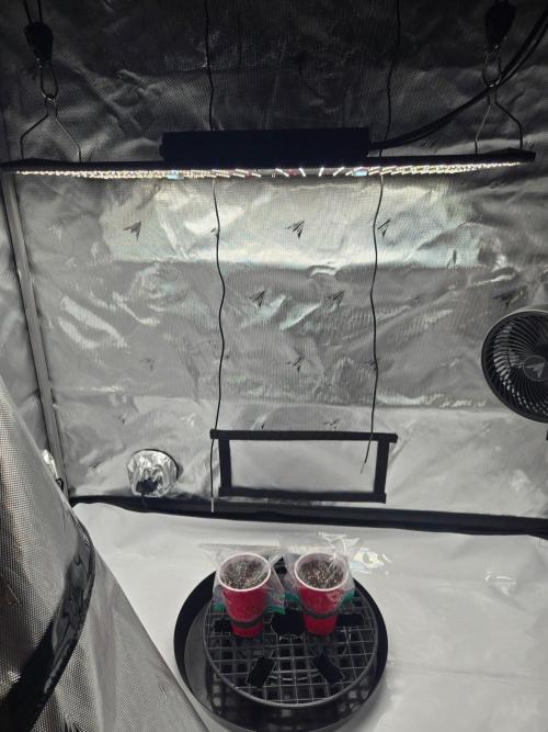 Blue Mystic. Week 0