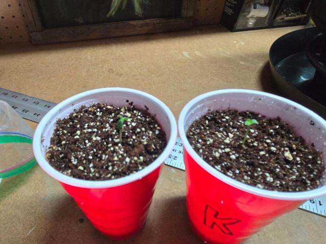 First Ever Grow - Here Goes Nothing. Week 0