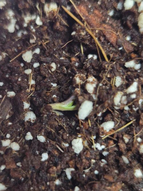 First Ever Grow - Here Goes Nothing. Week 0