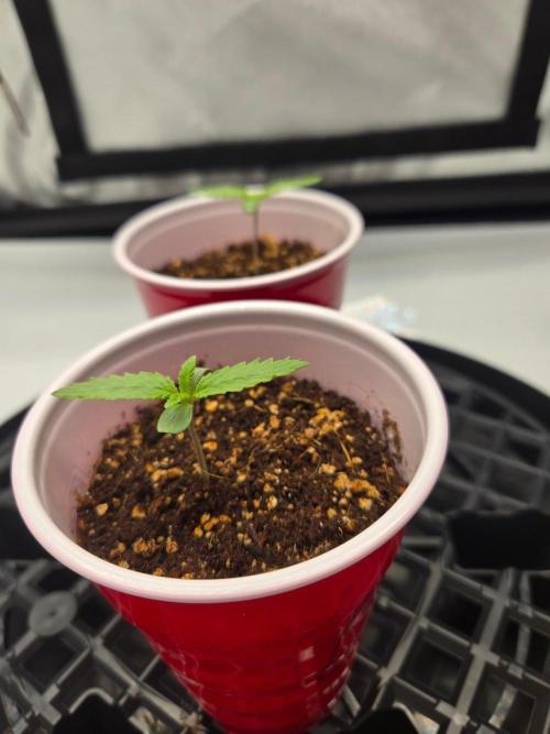 First Ever Grow - Here Goes Nothing. Week 1