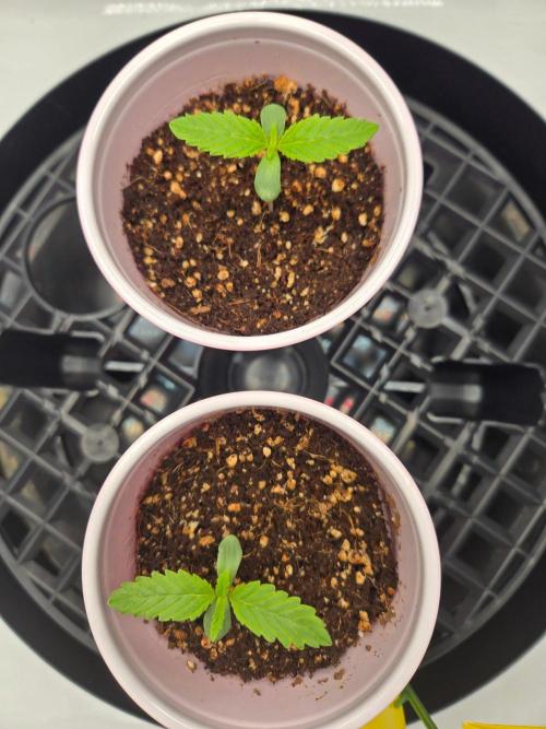 First Ever Grow - Here Goes Nothing. Week 1