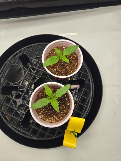 First Ever Grow - Here Goes Nothing. Week 2