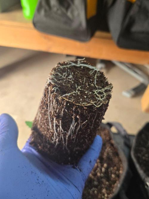 First Ever Grow - Here Goes Nothing. Week 2