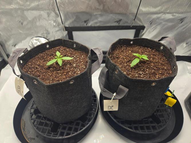 First Ever Grow - Here Goes Nothing. Week 2
