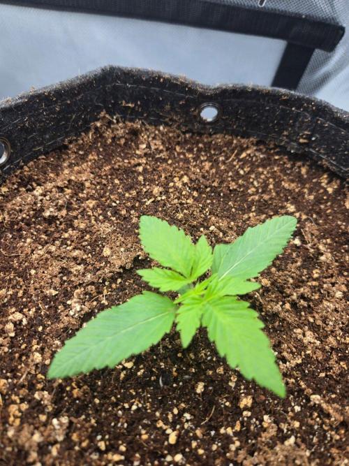 First Ever Grow - Here Goes Nothing. Week 2