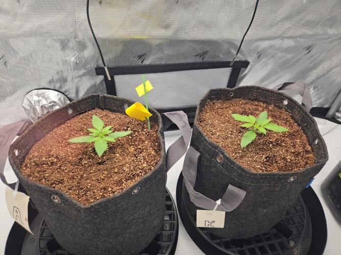 First Ever Grow - Here Goes Nothing. Week 2