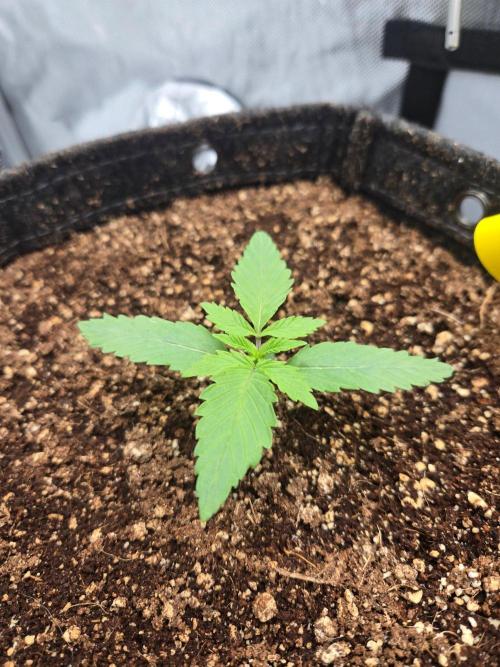 First Ever Grow - Here Goes Nothing. Week 2