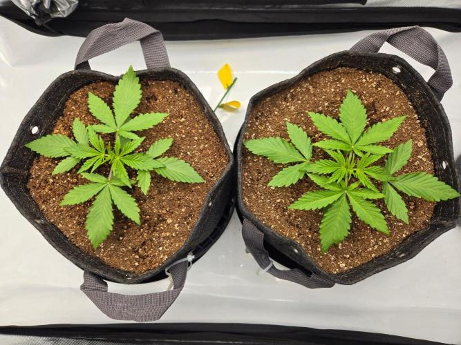 First Ever Grow - Here Goes Nothing. Week 3