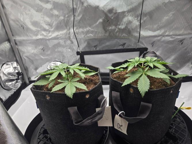 First Ever Grow - Here Goes Nothing. Week 3