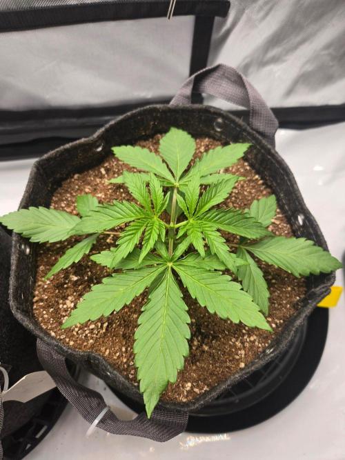 First Ever Grow - Here Goes Nothing. Week 3