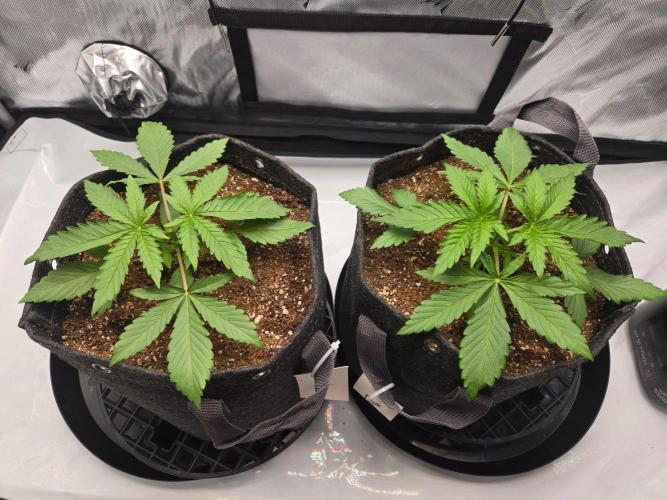 First Ever Grow - Here Goes Nothing. Week 3