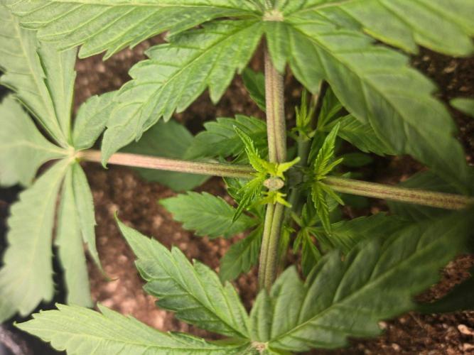 First Ever Grow - Here Goes Nothing. Week 3 - Post-topping